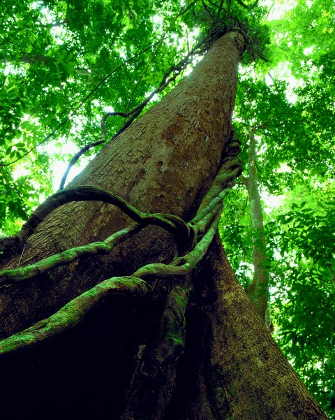 Baum