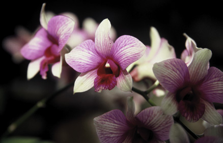 Blume